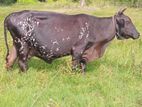 Milk Cow