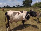 Milk Cow