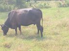 milk cow