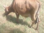 milk cow
