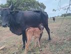 milk cow