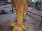Milk Cow