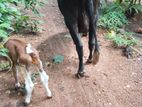 Milk Cow