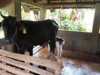 Milk Cow