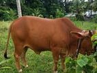 Milk Cow