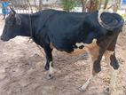 Milk Cow