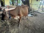 Milk Cow