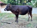 Milk Cow