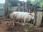 Milk Cow