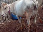 Milk Cow