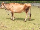 Milk Cow
