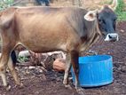 Milk Cow