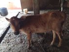 Milk Cow