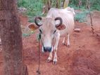 Milk Cow