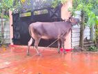 Milk Cow