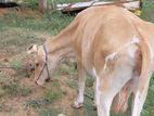 Milk Cow