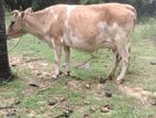 Milk Cow
