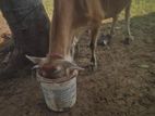 Milk Cow