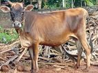 Milk Cow