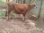 Milk Cow