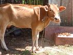 Milk Cow