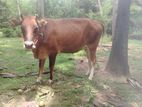 Milk Cow
