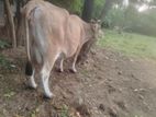 Milk Cow