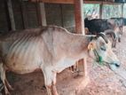 Milk Cow