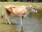 Milk Cow