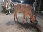 Milk Cow