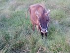 Milk Cow