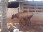 Milk Cow