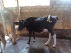 Milk Cow