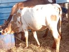 Milk Cow