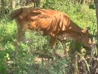 Milk Cow