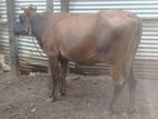 Milk cow