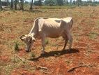 Milk Cow