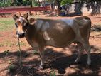 Milk Cow