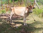 Milk Cow