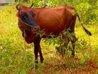 Milk Cow