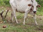 Milk Cow