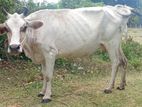 Milk Cow