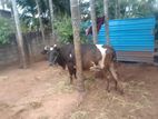 Milk Cow