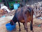 Milk Cow