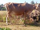 Milk Cow