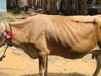 milk cow