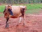 Milk Cow