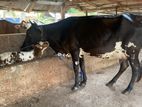 Milk Cow