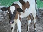 Milk cow