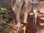 Milk Cow